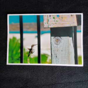 David Turner photo card. Red throated hummingbird 