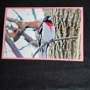 David Turner photo card. Rose Breasted Grosbeak 