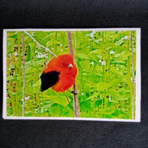 David Turner photo card. Scarlet Tanager 