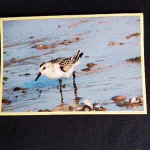 David Turner photo card. Sanderling 