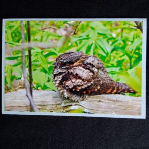 David Turner photo card. Whippoorwill